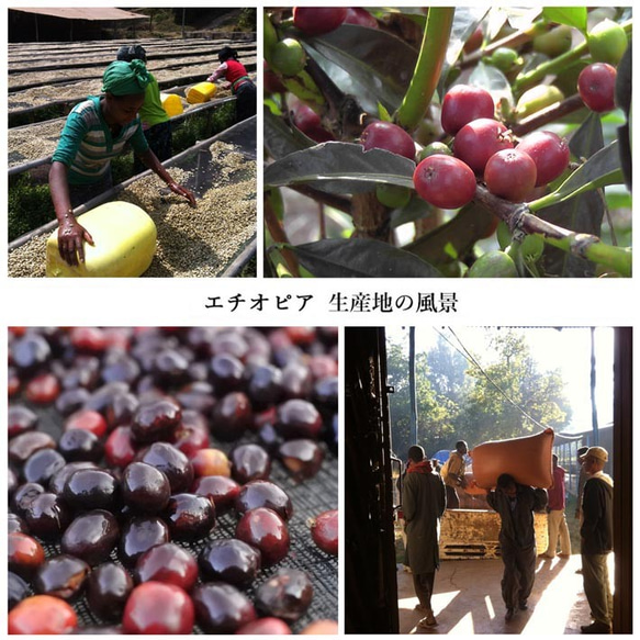 エチオピア 100g【フルーティーな香り】【自家焙煎コーヒー豆】 6枚目の画像