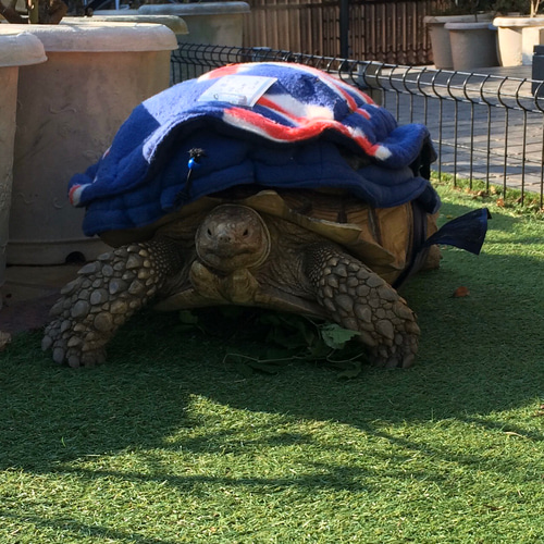 陸亀さん☆お洋服☆ ペット服・アクセサリー mosi mosi 通販 8421990