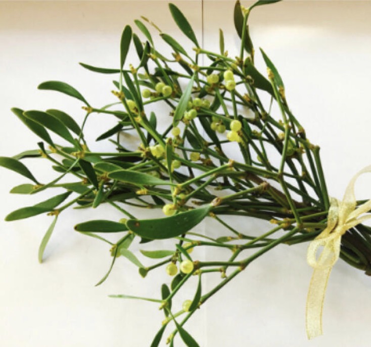 白馬の王子様からキスをしてもらうための青実やどりぎ