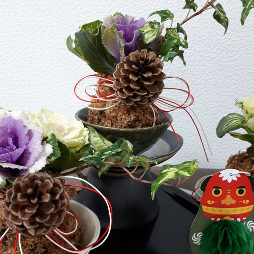 お正月準備に♪]葉牡丹の寄せ植え 苔玉 松ぼっくりと水引つき 盆栽