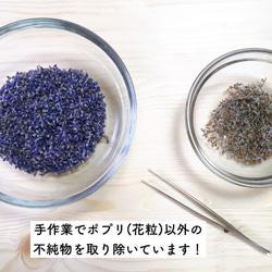 【北海道産】濃紫ラベンダーの粉末10g【無農薬栽培】 4枚目の画像