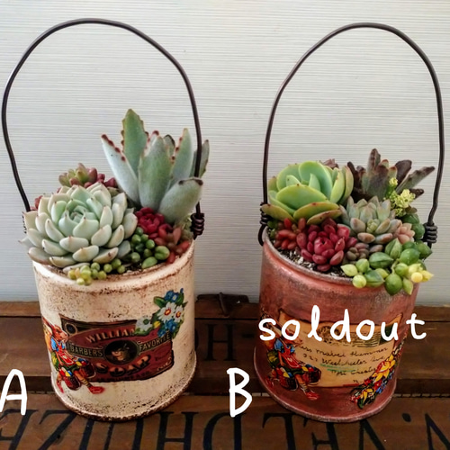 リメイク缶317☆多肉植物☺︎︎寄せ植え☺︎︎インテリア 数量限定＊ 春の♡ふわぷくよせ(=∵=)♡ リメイク缶多肉植物寄せ