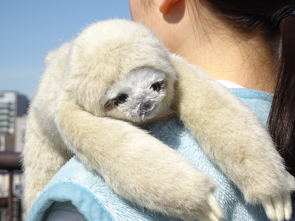 ちょっと大きい三色ナマケモノ＊モフモフ(1ヶ月以内発送) 3枚目の画像