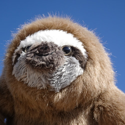 ちょっと大きい三色ナマケモノ＊モフモフ(1ヶ月以内発送) 5枚目の画像