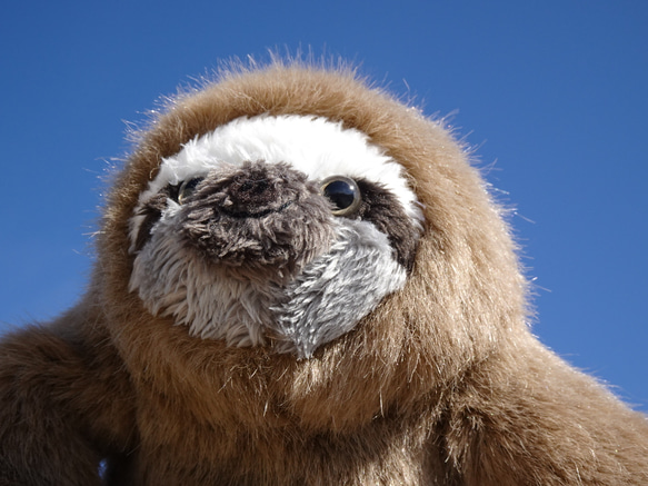 ちょっと大きい三色ナマケモノ＊モフモフ(1ヶ月以内発送) 5枚目の画像