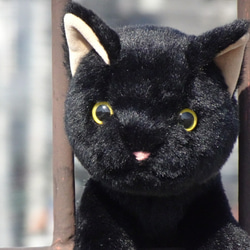 抱っこしたい黒猫(2ヶ月以内で発送)＊耳内等の色を選べます＊目の色を選べます 1枚目の画像