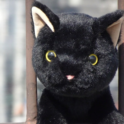 抱っこしたい黒猫(1.5ヶ月以内で発送)＊耳内等の色を選べます＊目の色を選べます 1枚目の画像