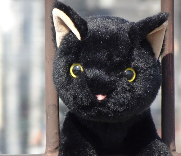 抱っこしたい黒猫(1.5ヶ月以内で発送)＊耳内等の色を選べます＊目の色を選べます 1枚目の画像