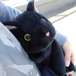 抱っこしたい黒猫(1.5ヶ月以内で発送)＊耳内等の色を選べます＊目の色を選べます 13枚目の画像