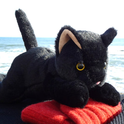 抱っこしたい黒猫(1.5ヶ月以内で発送)＊耳内等の色を選べます＊目の色を選べます 14枚目の画像