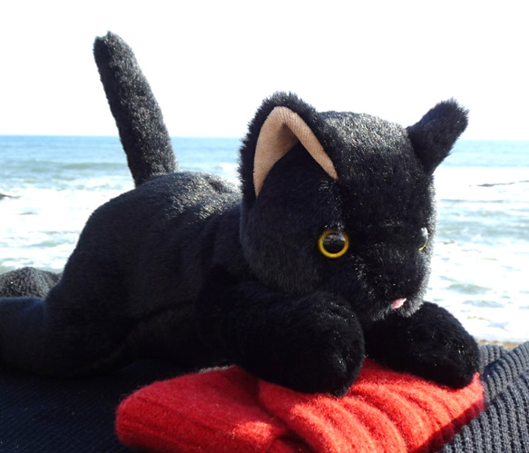 抱っこしたい黒猫(1.5ヶ月以内で発送)＊耳内等の色を選べます＊目の色を選べます 14枚目の画像