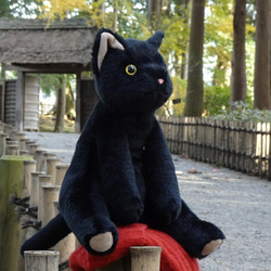 抱っこしたい黒猫(1.5ヶ月以内で発送)＊耳内等の色を選べます＊目の色を選べます 15枚目の画像