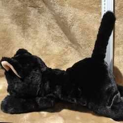 抱っこしたい黒猫(1.5ヶ月以内で発送)＊耳内等の色を選べます＊目の色を選べます 12枚目の画像