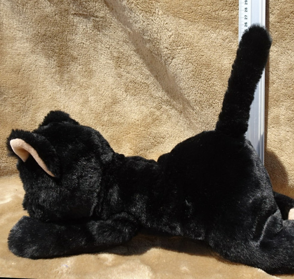 抱っこしたい黒猫(1.5ヶ月以内で発送)＊耳内等の色を選べます＊目の色を選べます 12枚目の画像