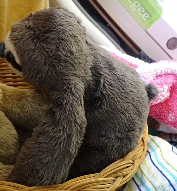 色違いのナマケモノ(1ヶ月以内で発送) 10枚目の画像