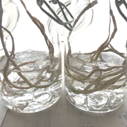☘️ハオルチア水栽培風 ジェルボトル 4枚目の画像