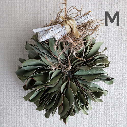 ♣️2ヶ以上購入でプレゼント!!♣️Mサイズ* ユーカリポポラスの