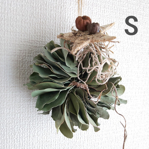 ♣️2ヶ以上購入でプレゼント!!♣️Sサイズ* ユーカリポポラスの