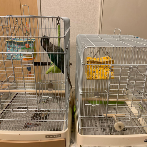 ステージ付バードテント（春夏用）マメルリハ、コザクラインコ