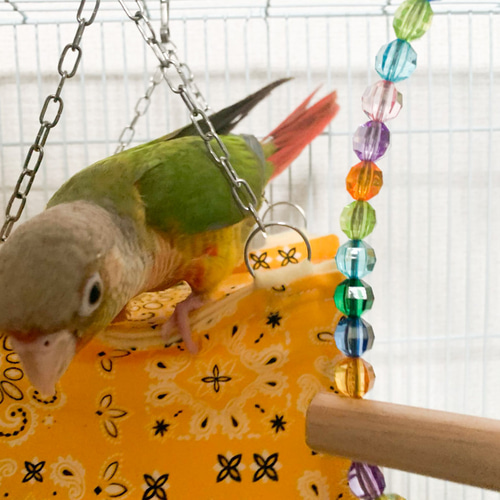 ステージ付バードテント（春夏用）ウロコインコなど、中型インコ用 L