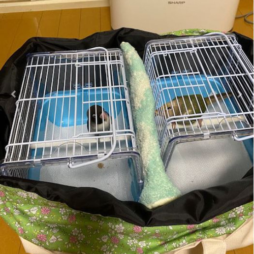 完成品 通院用旅行用災害避難用 4枚蓋遮光鳥かごキャリーバッグ