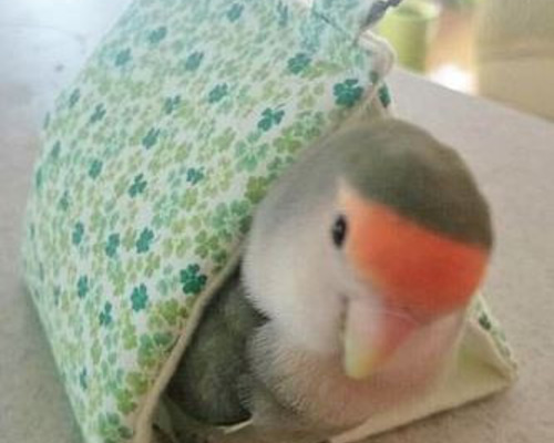 キンカ鳥、文鳥、十姉妹用（秋冬用）Sサイズ もふもふバードテント