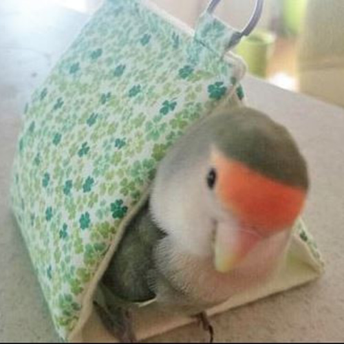 オーダー受付 わんことインコ ご予約ページ 9/29 Amazon | CAGE ONE