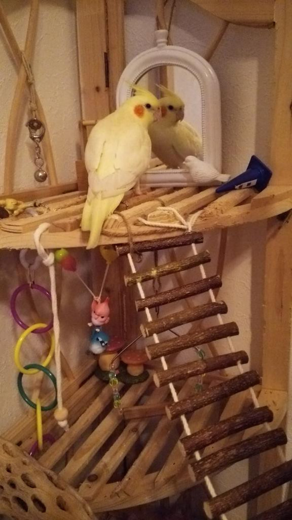鳥用 天然木 おもちゃ（吊り橋）Sサイズ 2枚目の画像