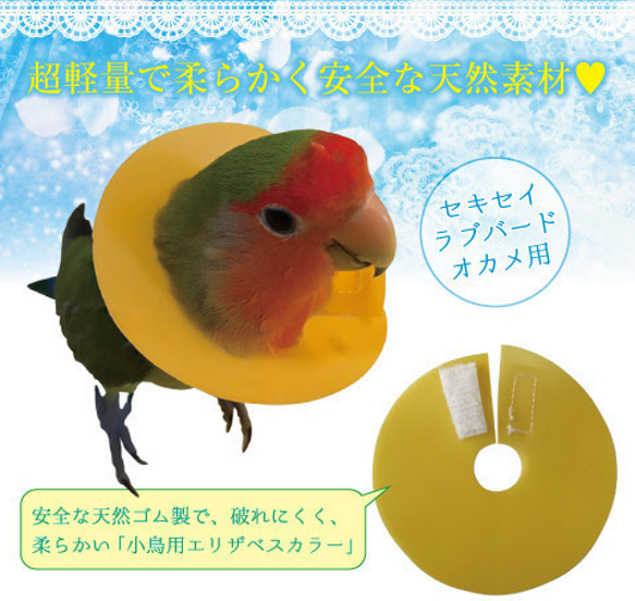 小鳥用 エリザベスカラー 5枚組　■オカメインコ用 術後 介護用品 2枚目の画像