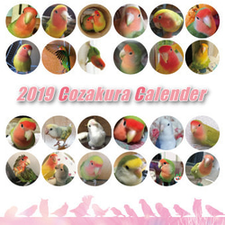 2019年 コザクラづくし卓上カレンダー（コザクラインコ） 1枚目の画像