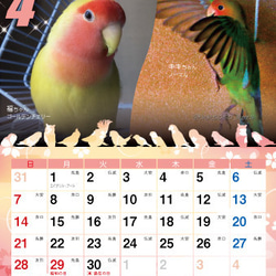 2019年 コザクラづくし卓上カレンダー（コザクラインコ） 5枚目の画像