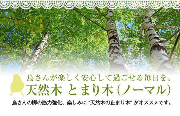 鳥用　天然木 とまり木（ノーマル）Sサイズ 鳥用 おもちゃ木材 玩具 小鳥 インコ 安全 2枚目の画像