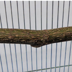鳥用　天然木 とまり木（ノーマル）Mサイズ 木材 玩具 小鳥 安全 1枚目の画像
