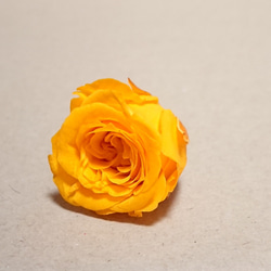 プリザーブド ミニバラ 淡色3色セット ハーバリウム向き花材 4枚目の画像