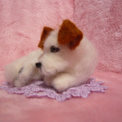 羊毛フェルト　犬　ジャックラッセル 4枚目の画像