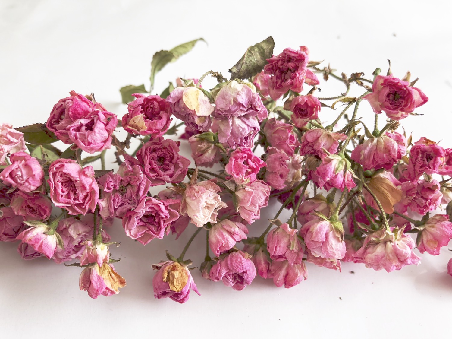 ミニバラ - ドライフラワーの人気通販 | minne byGMOペパボ 国内最大級