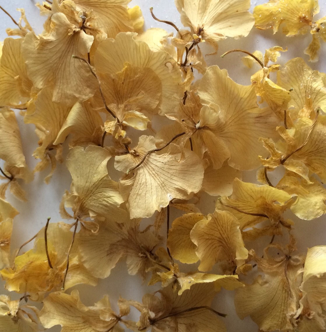 ドライフラワー　額縁　オンシジューム