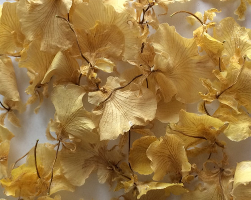 1_470728831503624aea26bddf1c35