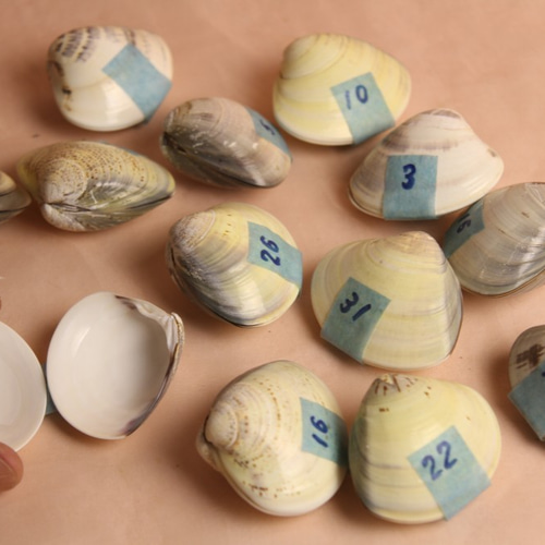 貝合わせ「初音 はつね」8cmはハマグリの内側に金箔を貼り下地