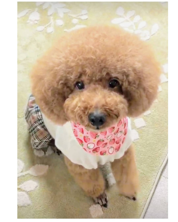 いちごミルク色 いちご柄 赤いギンガムチェック 犬用 バンダナ オプションで お名前タグ付きや クールバンダナ に変更可 1枚目の画像