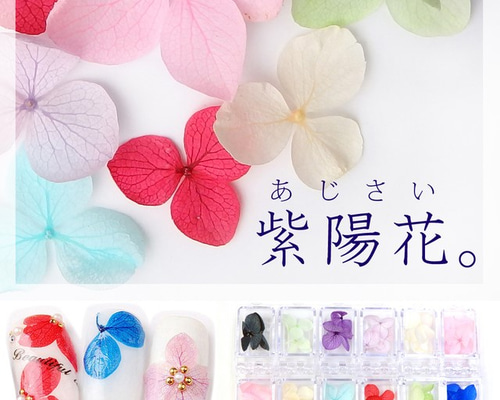 紫陽花( 2022年作) 予約販売 アジサイ 疾風迅雷 9cmポット 登録品種 ハイドランジア
