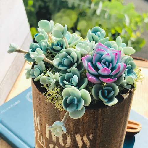 コベントガーデン 鉢植え 1セット 子持ち蓮華 多肉植物 コベント