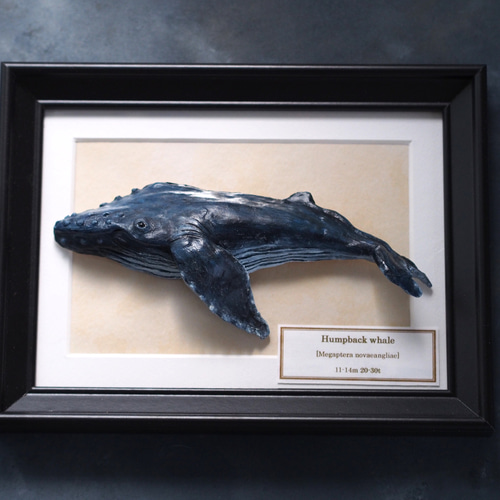 クジラ様　確認用 専門家の知見を活かしたAI自動識別システムを開発し、数千頭の