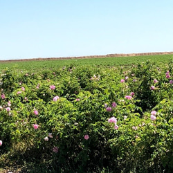チュニジアの古都ケロアンのローズ畑よりダマスクローズの芳香蒸留水　ローズウォーター　30ml 7枚目の画像