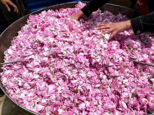 チュニジアの古都ケロアンのローズ畑よりダマスクローズの芳香蒸留水　ローズウォーター　250ml 5枚目の画像