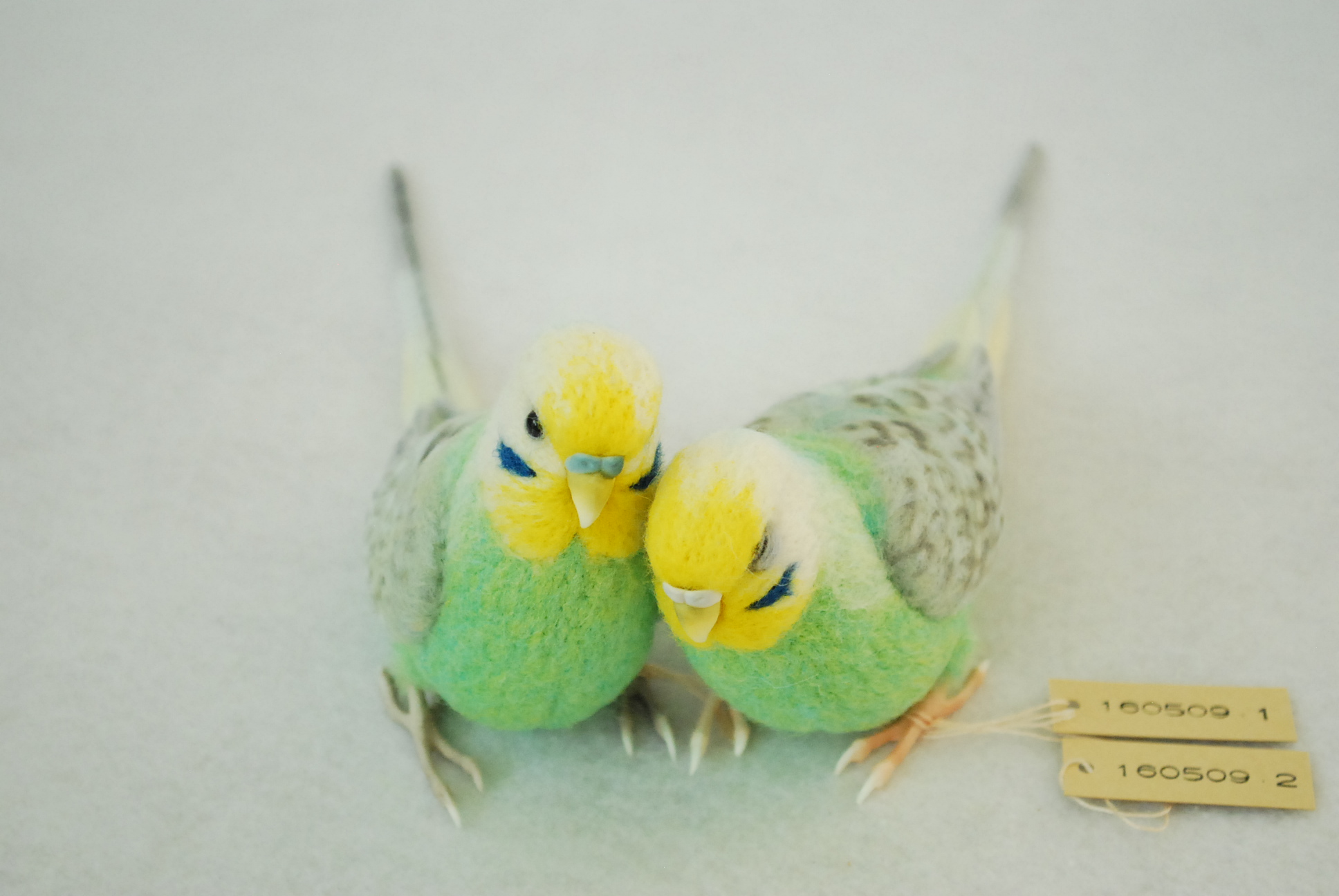 ツインテール　1233　小鳥　インコ ヘアリボン 確認　ヘアゴム