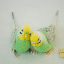 【真緒ページ】「カラフルインコさん」 「サッカーしようよ」 全盲でも日向ぼっこを楽しむカラちゃんです【老鳥介護