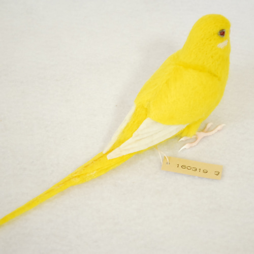 セキセイインコ 黄色 ルチノー 1603193 羊毛フェルト Primary Color