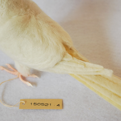 羊毛フェルト オカメインコ ルチノー ルチノーオカメインコ♪羊毛フェルト - はしぞう | minne 国内