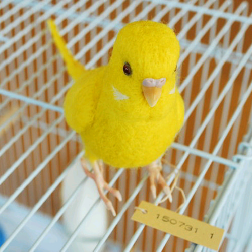 セキセイインコ 黄色 ルチノー オス 1507311 羊毛フェルト Primary